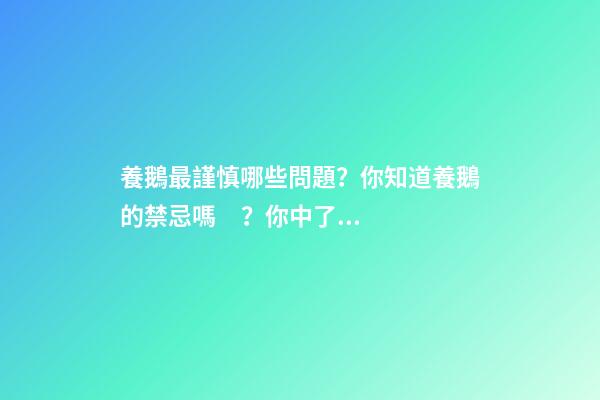 養鵝最謹慎哪些問題？你知道養鵝的禁忌嗎？你中了幾招？